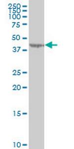 LYPLA3 Antibody in Western Blot (WB)