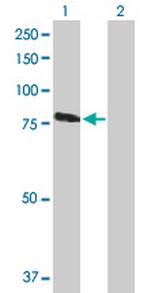 RASGRP3 Antibody in Western Blot (WB)