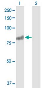 RASGRP3 Antibody in Western Blot (WB)