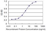 RASGRP3 Antibody in ELISA (ELISA)