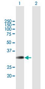 BRMS1 Antibody in Western Blot (WB)