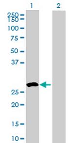 RWDD3 Antibody in Western Blot (WB)