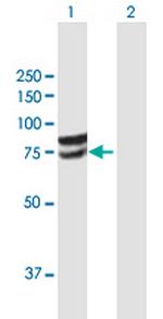 GLCE Antibody in Western Blot (WB)