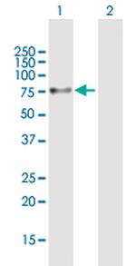 PPP1R16B Antibody in Western Blot (WB)