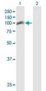 TRAF3IP1 Antibody in Western Blot (WB)