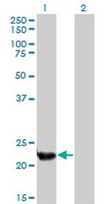 PLDN Antibody in Western Blot (WB)