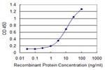 GNL3 Antibody in ELISA (ELISA)