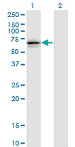 GNL3 Antibody in Western Blot (WB)