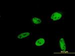 HEYL Antibody in Immunocytochemistry (ICC/IF)