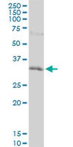 HEYL Antibody in Western Blot (WB)