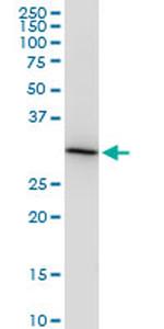 HEYL Antibody in Western Blot (WB)