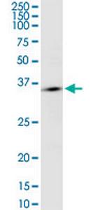 OR10H2 Antibody in Western Blot (WB)