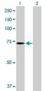 PABPC1 Antibody in Western Blot (WB)