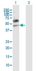 LAMP3 Antibody in Western Blot (WB)