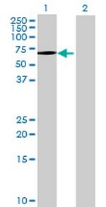 NDOR1 Antibody in Western Blot (WB)