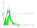 GPR77 Antibody in Flow Cytometry (Flow)