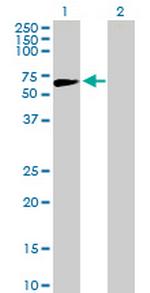 APEX2 Antibody in Western Blot (WB)