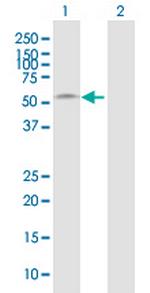 BMP10 Antibody in Western Blot (WB)