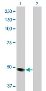 MOCS3 Antibody in Western Blot (WB)