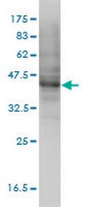 MOCS3 Antibody in Western Blot (WB)