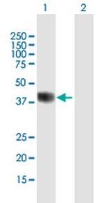 BHLHE22 Antibody in Western Blot (WB)