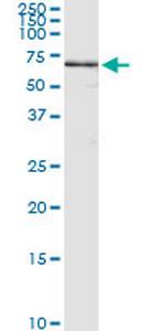 ANGPTL3 Antibody in Immunoprecipitation (IP)