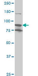 RPS6KA6 Antibody in Western Blot (WB)