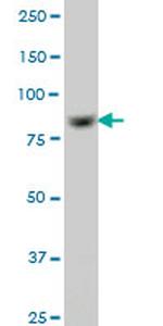 RPS6KA6 Antibody in Western Blot (WB)