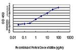 HIPK2 Antibody in ELISA (ELISA)