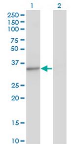 MED4 Antibody in Western Blot (WB)