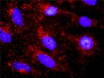 CTNNA3 Antibody in Proximity Ligation Assay (PLA) (PLA)