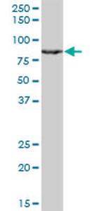 RACGAP1 Antibody in Western Blot (WB)