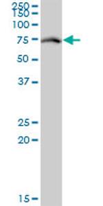 RACGAP1 Antibody in Western Blot (WB)