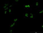 UHRF1 Antibody in Immunocytochemistry (ICC/IF)