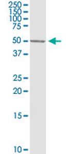 BLNK Antibody in Western Blot (WB)