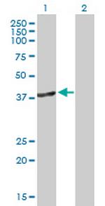 DNMT3L Antibody in Western Blot (WB)