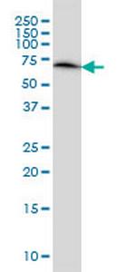 ERO1L Antibody in Western Blot (WB)