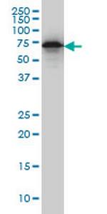 EHD2 Antibody in Western Blot (WB)