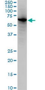 EHD2 Antibody in Western Blot (WB)