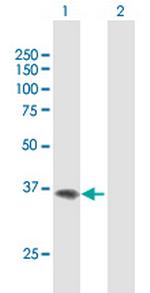 F11R Antibody in Western Blot (WB)