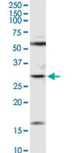 F11R Antibody in Western Blot (WB)