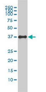 F11R Antibody in Western Blot (WB)