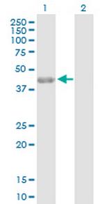 PARD6A Antibody in Western Blot (WB)