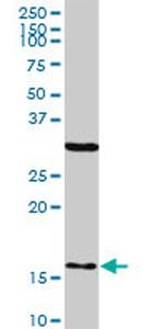 FIS1 Antibody in Western Blot (WB)