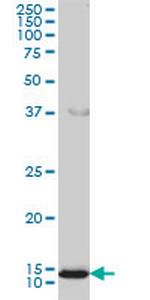 GOLGA7 Antibody in Western Blot (WB)