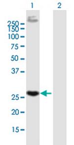 EGFL7 Antibody in Western Blot (WB)