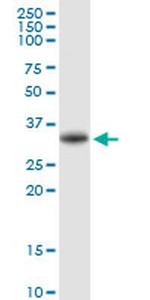 EGFL7 Antibody in Western Blot (WB)