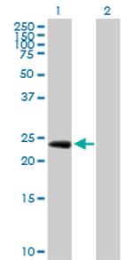 EGFL7 Antibody in Western Blot (WB)