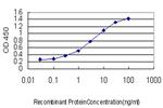 LEF1 Antibody in ELISA (ELISA)