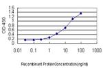 LEF1 Antibody in ELISA (ELISA)